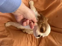 Joker, a male Cavalier King Charles Spaniel for sale in Centuria, WI – Photo 5 of 7