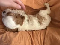 Joker, a male Cavalier King Charles Spaniel for sale in Centuria, WI – Photo 6 of 7