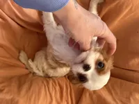 Joker, a male Cavalier King Charles Spaniel for sale in Centuria, WI – Photo 4 of 7