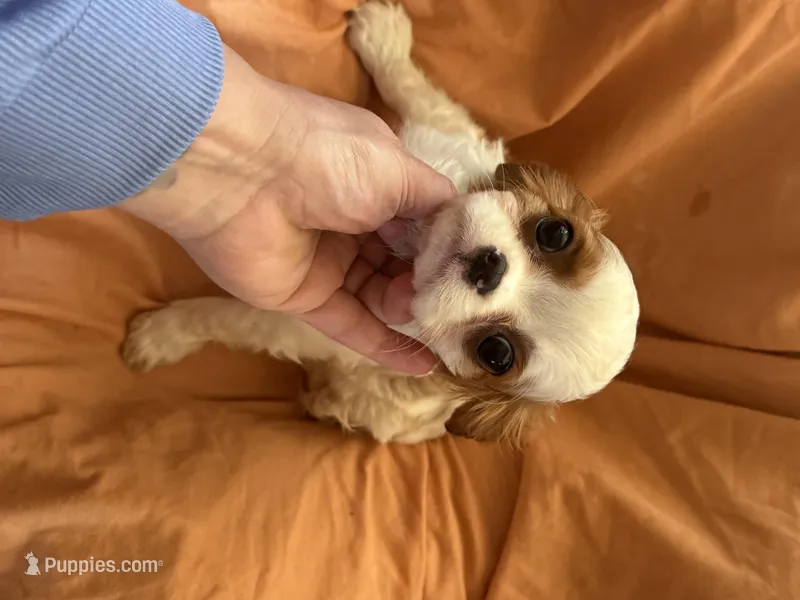 Joker – Cavalier King Charles Spaniel puppy for sale in Centuria, WI