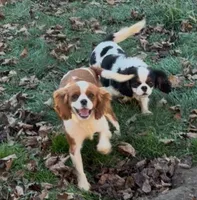 Joker, a male Cavalier King Charles Spaniel for sale in Centuria, WI – Photo 3 of 7