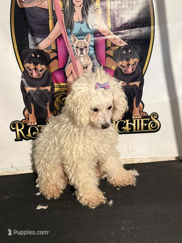 Angel rescue – Maltipoo puppy for sale in Centuria, WI