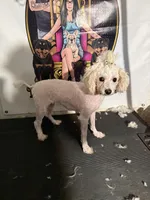 Angel rescue, a female Maltipoo for sale in Centuria, WI – Photo 5 of 5