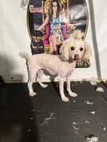 Angel rescue, a female Maltipoo for sale in Centuria, WI – Photo 4 of 5