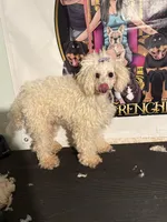 Angel rescue, a female Maltipoo for sale in Centuria, WI – Photo 2 of 5