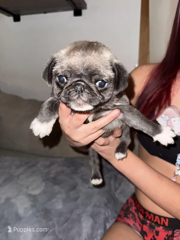 Uncle fester – Pug puppy for sale in Centuria, WI