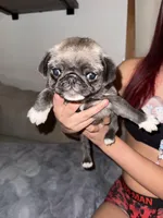 Uncle fester, a male Pug for sale in Centuria, WI – Photo 1 of 5