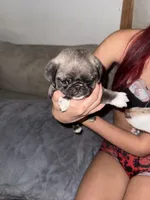 Uncle fester, a male Pug for sale in Centuria, WI – Photo 2 of 5