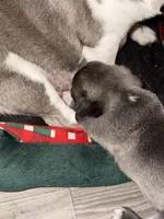 Uncle fester, a male Pug for sale in Centuria, WI – Photo 5 of 5