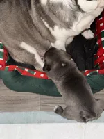 Uncle fester, a male Pug for sale in Centuria, WI – Photo 3 of 5