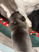 Uncle fester, a male Pug for sale in Centuria, WI – Photo 4 of 5