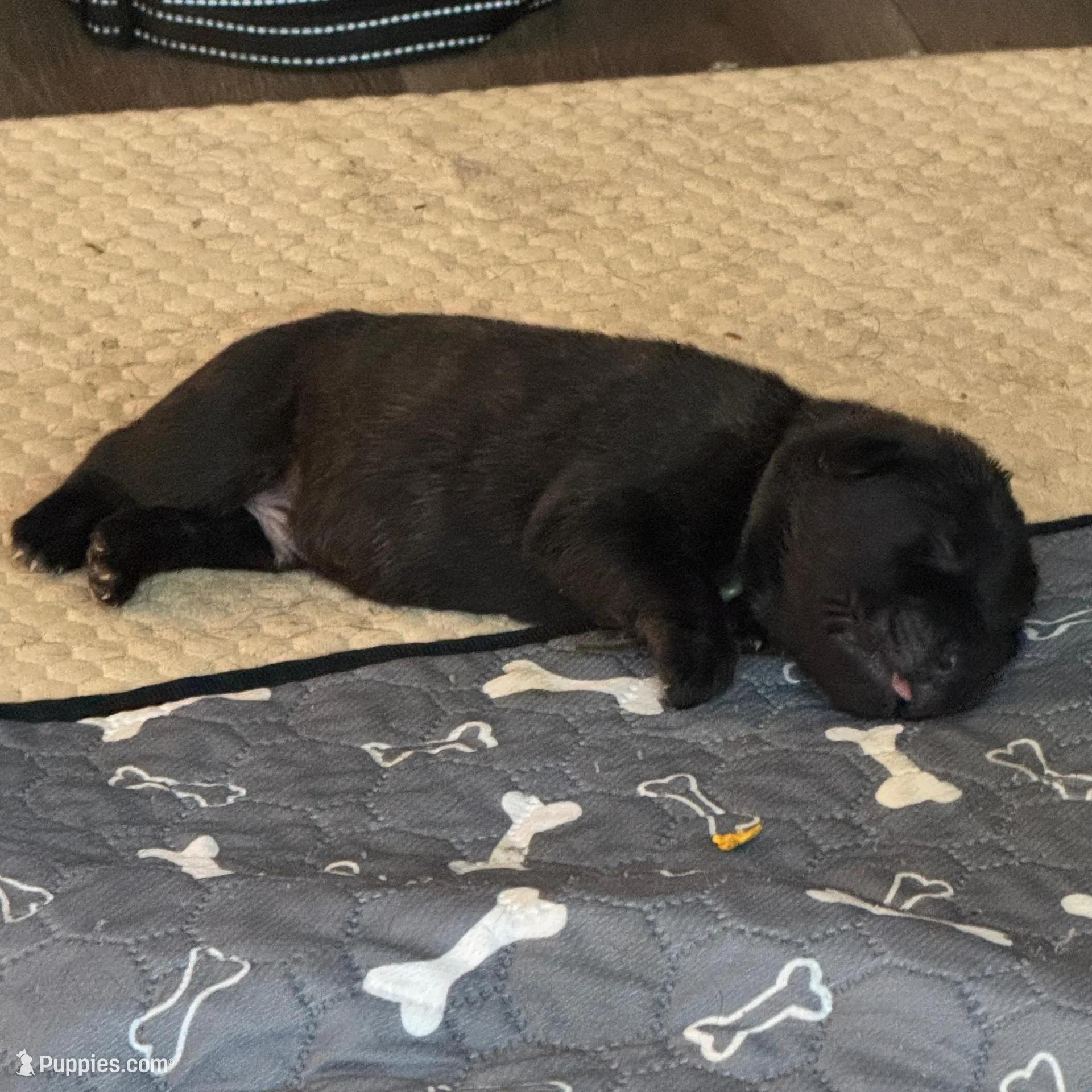 Puppy A, a male Cane Corso for sale in Eastvale, CA – Photo 1 of 3