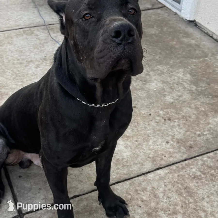 Puppy A, a male Cane Corso for sale in Eastvale, CA – Photo 3 of 3