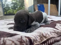 Liver Roan Male 3, a male German Shorthaired Pointer for sale in Lyons, GA – 2 of 2