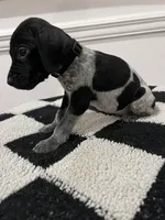 Black Collar Male, a male German Shorthaired Pointer for sale in Lyons, GA – 3 of 3