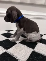 Royal Male, a male German Shorthaired Pointer for sale in Lyons, GA – 2 of 2