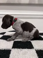 Red Male, a male German Shorthaired Pointer for sale in Lyons, GA – 2 of 2