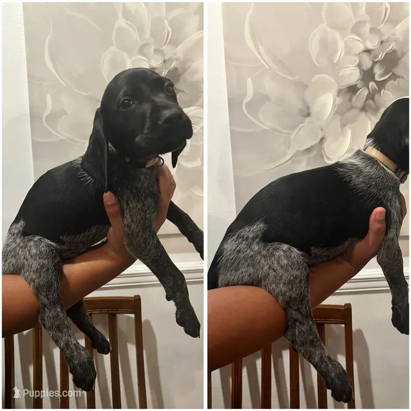 Beige Male – German Shorthaired Pointer puppy for sale in Lyons, GA
