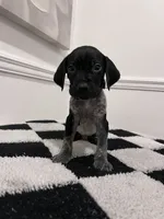 Black Collar Male, a male German Shorthaired Pointer for sale in Lyons, GA – 2 of 3