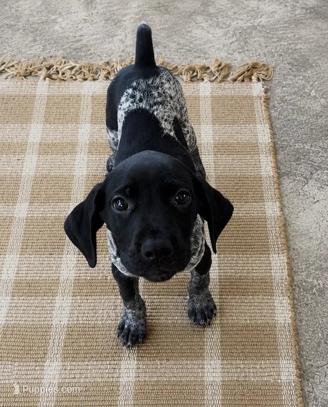 Black Collar Male – German Shorthaired Pointer puppy for sale in Lyons, GA