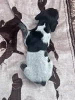 Black Roan Female 2, a female German Shorthaired Pointer for sale in Lyons, GA – 2 of 2