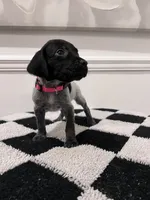 Pink Female, a female German Shorthaired Pointer for sale in Lyons, GA – 2 of 2