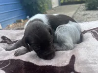Liver Roan Female 2, a female German Shorthaired Pointer for sale in Lyons, GA – 2 of 3