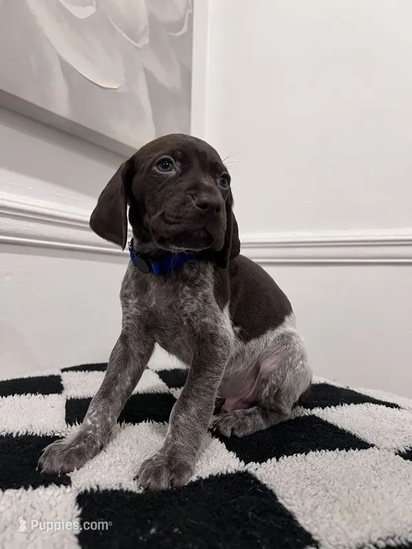 Royal Male – German Shorthaired Pointer puppy for sale in Lyons, GA