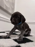 Light Blue Female, a female German Shorthaired Pointer for sale in Lyons, GA – 3 of 3
