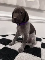 Purple Female, a female German Shorthaired Pointer for sale in Lyons, GA – 3 of 3