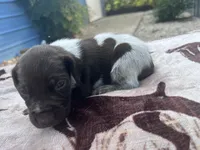 Liver Roan Female 1, a female German Shorthaired Pointer for sale in Lyons, GA – 2 of 2