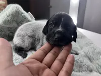 Black Roan Male 1 , a male German Shorthaired Pointer for sale in Lyons, GA – 3 of 3