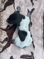 Black Roan Male 3, a male German Shorthaired Pointer for sale in Lyons, GA – 2 of 2