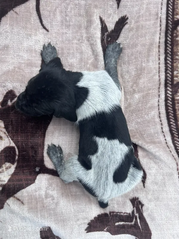 Black roan Male 4 – German Shorthaired Pointer puppy for sale in Lyons, GA