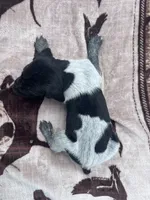 Black roan Male 4, a male German Shorthaired Pointer for sale in Lyons, GA – 1 of 2