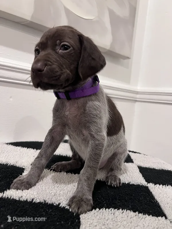 Purple Female – German Shorthaired Pointer puppy for sale in Lyons, GA