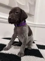 Purple Female, a female German Shorthaired Pointer for sale in Lyons, GA – 1 of 3