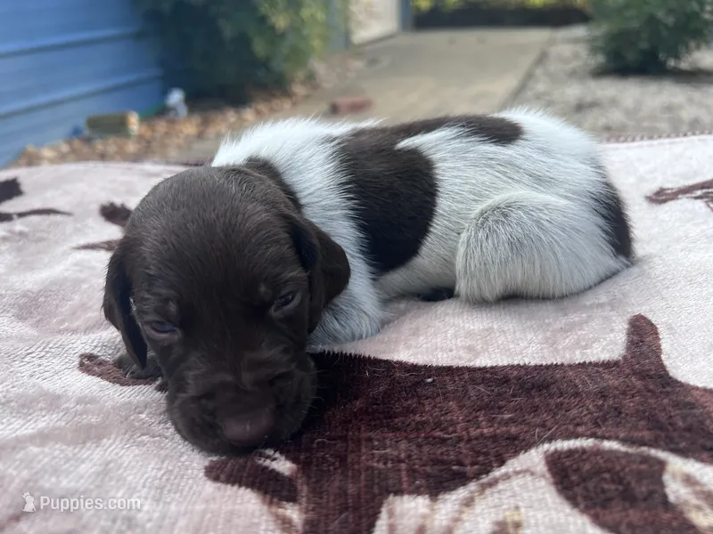 Liver Roan Male 2 – German Shorthaired Pointer puppy for sale in Lyons, GA