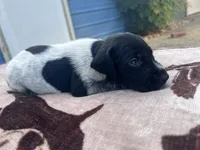 Black Roan Male 3, a male German Shorthaired Pointer for sale in Lyons, GA – 1 of 2