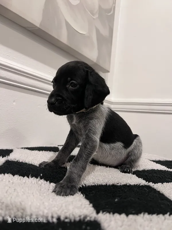 Beige Male – German Shorthaired Pointer puppy for sale in Lyons, GA