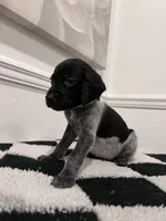 Beige Male, a male German Shorthaired Pointer for sale in Lyons, GA – 1 of 2
