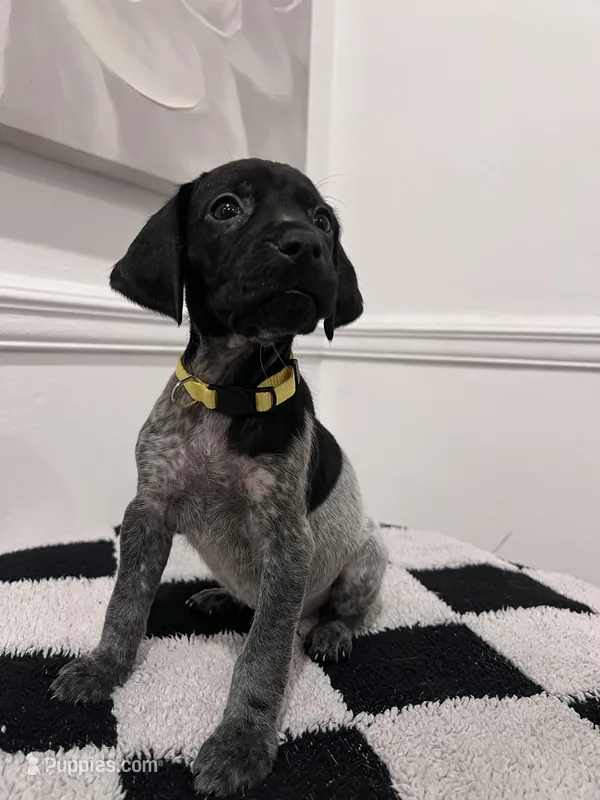 Yellow Female – German Shorthaired Pointer puppy for sale in Lyons, GA