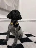 Yellow Female, a female German Shorthaired Pointer for sale in Lyons, GA – 1 of 2
