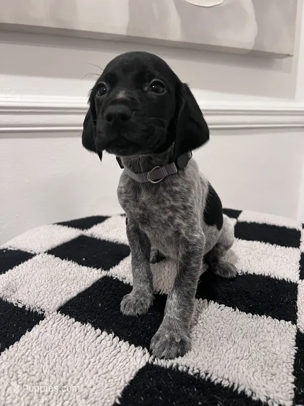 Silver Male – German Shorthaired Pointer puppy for sale in Lyons, GA