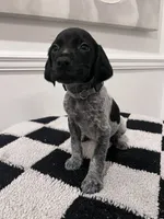 Silver Male, a male German Shorthaired Pointer for sale in Lyons, GA – 1 of 2