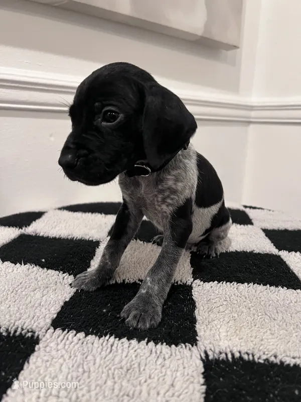 Black Collar Male – German Shorthaired Pointer puppy for sale in Lyons, GA