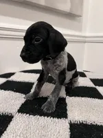 Black Collar Male, a male German Shorthaired Pointer for sale in Lyons, GA – 1 of 3