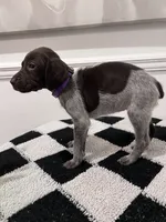 Purple Female, a female German Shorthaired Pointer for sale in Lyons, GA – 2 of 3
