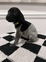 Yellow Female, a female German Shorthaired Pointer for sale in Lyons, GA – 2 of 2