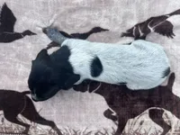 Black Roan Male 1 , a male German Shorthaired Pointer for sale in Lyons, GA – 2 of 3